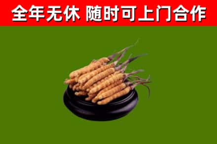 西双版纳州回收散虫草